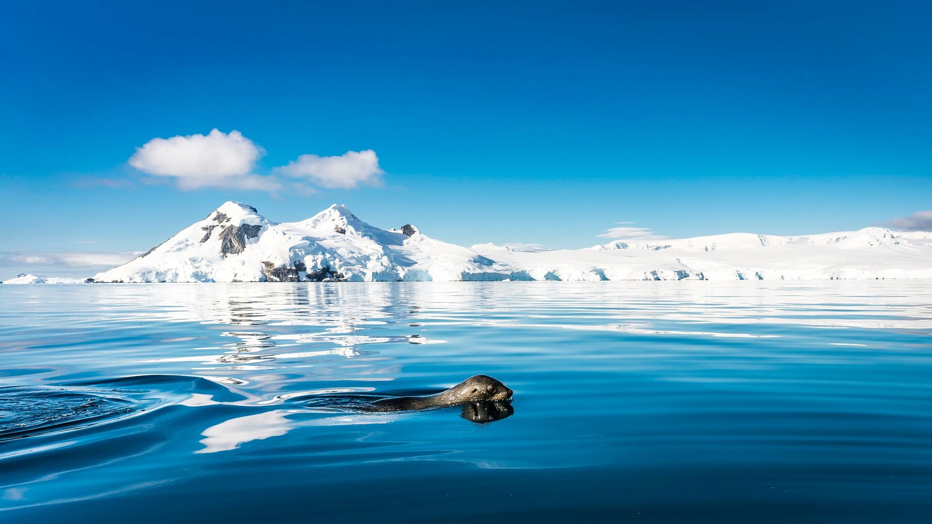 Arktis Tours - Expeditionskreuzfahrt Antarktis, Falkland & Südgeorgien