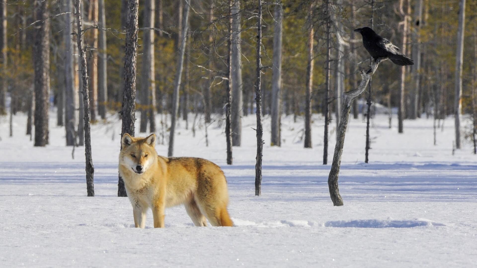 FI30 Fotoreise: Arktische Wölfe und Aurora Borealis: Wolf Kuhmo