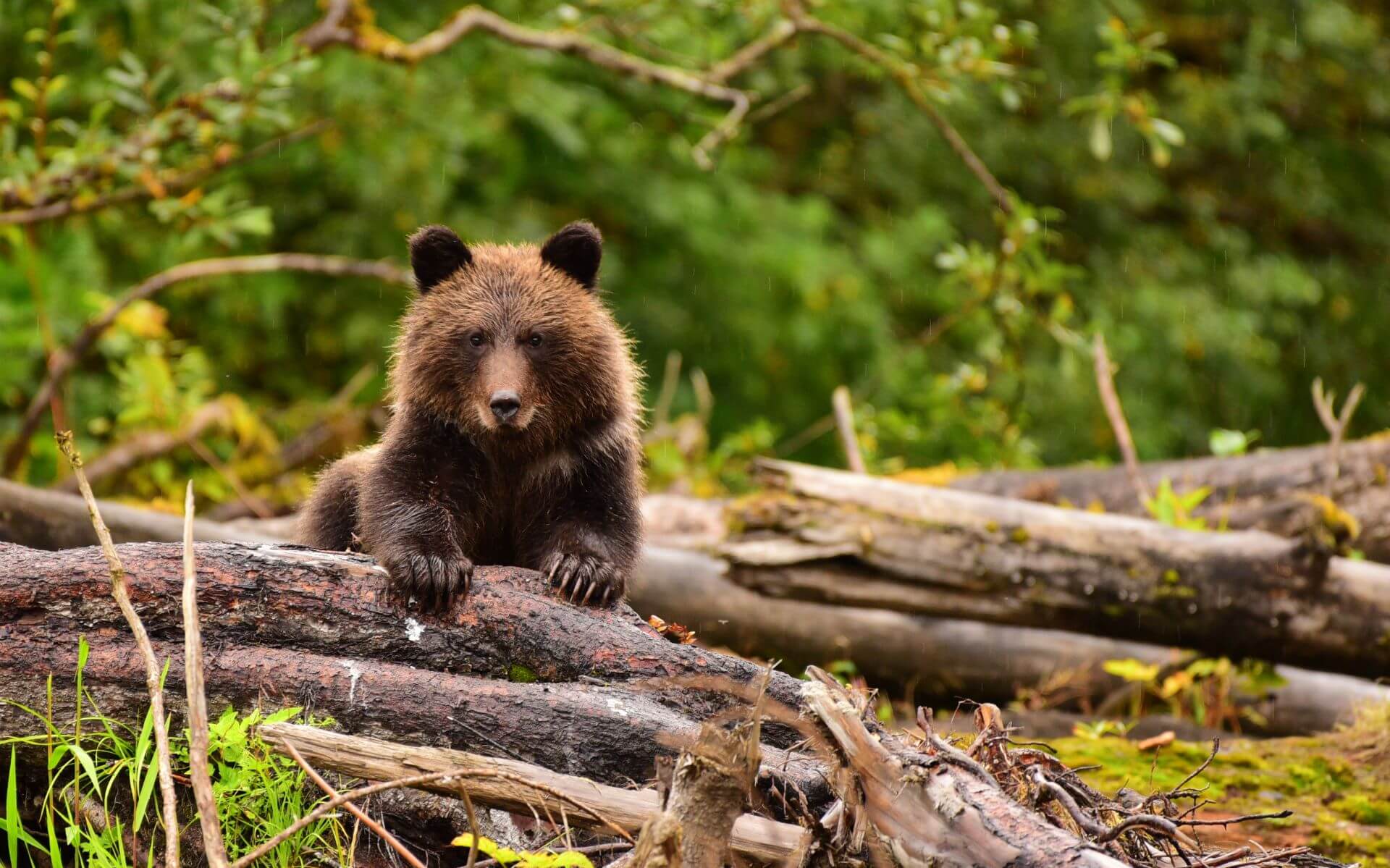 Arktis Tours, Maple Leaf Adventures, Bear Cub