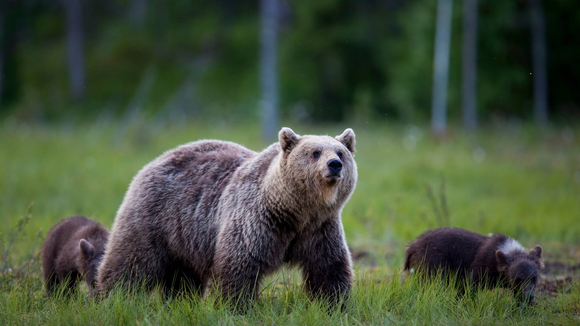 Arktis Tours Faszination Braunbären