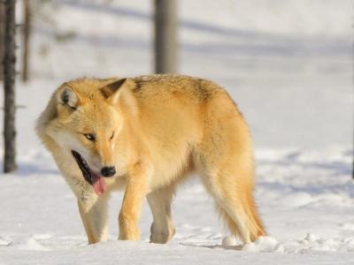 FI30 Fotoreise: Arktische Wölfe und Aurora Borealis: Wolf Kuhmo
