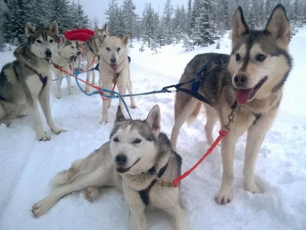 Arktis Tours - Große Wildnistrail Huskytour