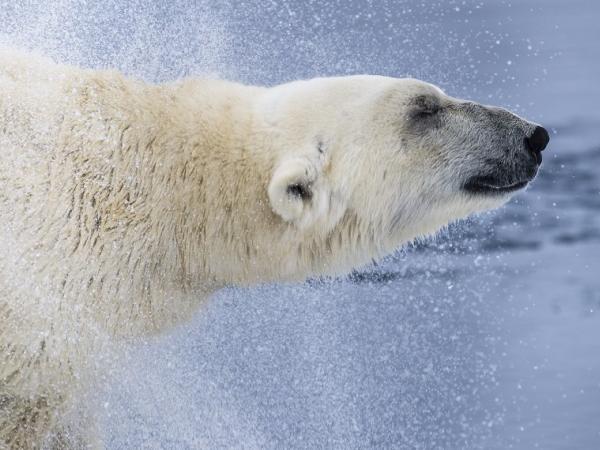 Arktis Tours - Reiseart Tierbeobachtung & Huskytour