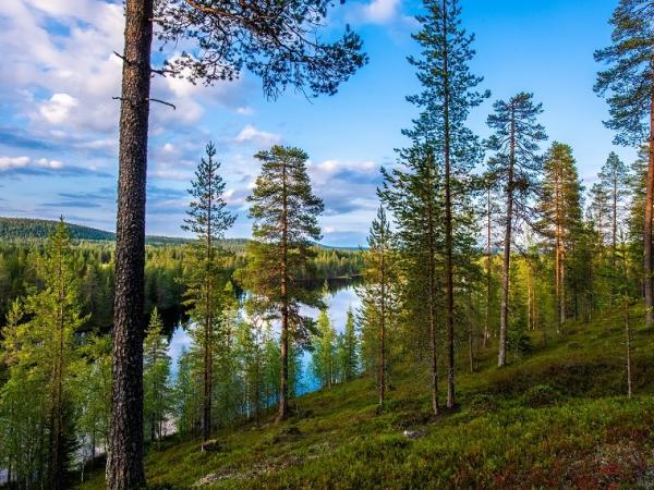 Arktis Tours - Sommerurlaub in Finnlands unendlichen Wäldern