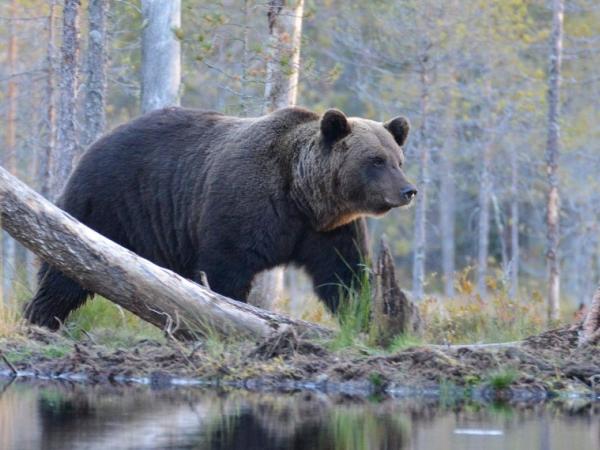 Braunbären und boreale Vogelwelt - Finnland-Karelien- Kuhmo