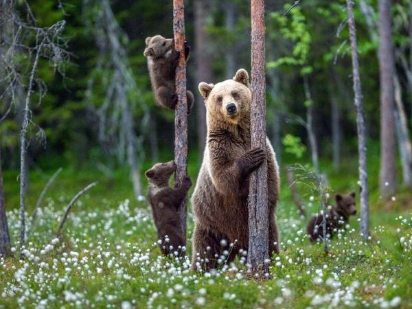 Arktis Tours - Faszination Braunbären und die unberührte Natur Finnlands 