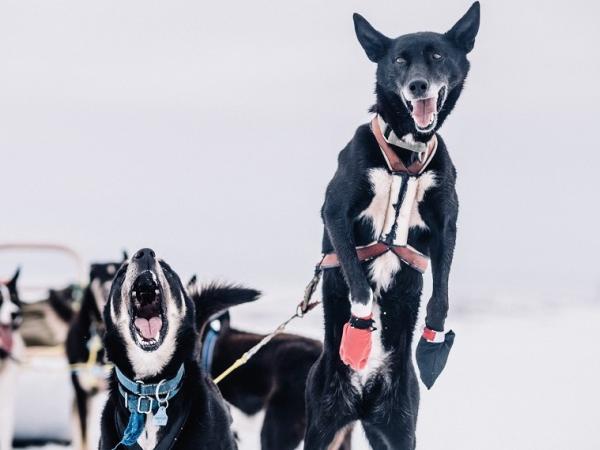 Arktis Tours Polarlichter und Schlittenhunde in Nordnorwegen