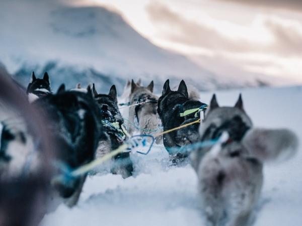Arktis Tours Spektakuläre Landschaften und Huskies in Norwegen