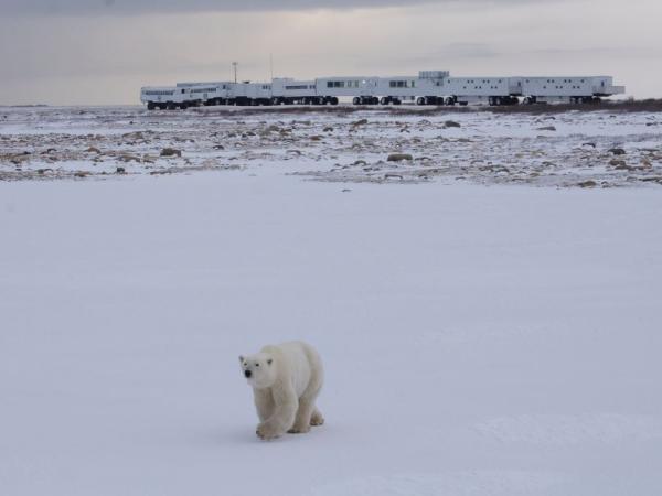 Arktis Tours, Frontiers North, Eisbär