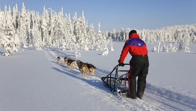 Arktis Tours - Winterwunderland Iso Syöte