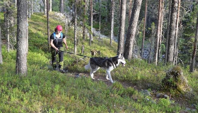 FI28 Nationalparks und Braunbären in Finnland - Husky Wanderung