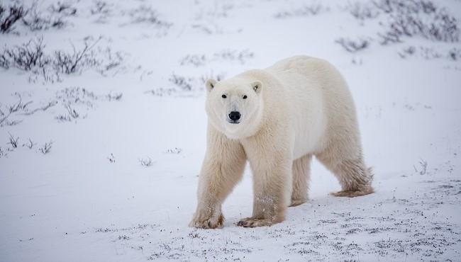 Arktis Tours - Eisbären in der Hudson Bay hautnah erleben