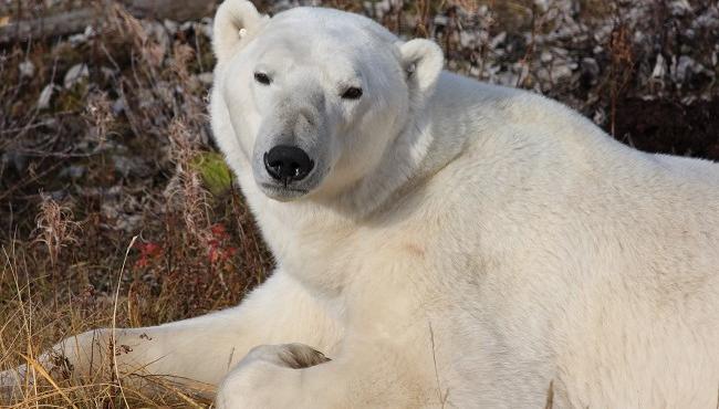 Arktis Tours - Von Belugas und Eisbären - Sommergeschichten aus Churchill Eisbär