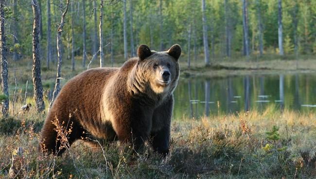 Arktis Tours - Faszination Braunbären und die unberührte Natur Finnlands - Braunbär
