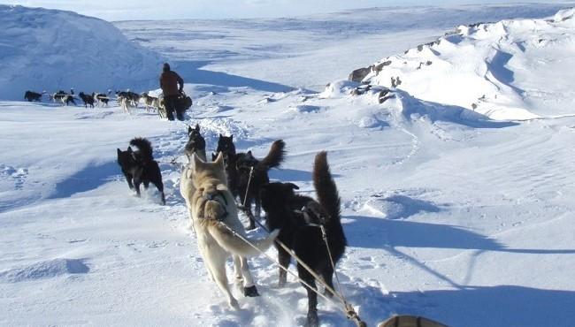 Arktis Tours Husky Tour auf dem Finnmark Plateau