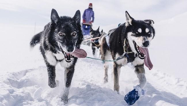 Arktis Tours Polarlichter und Schlittenhunde in Nordnorwegen