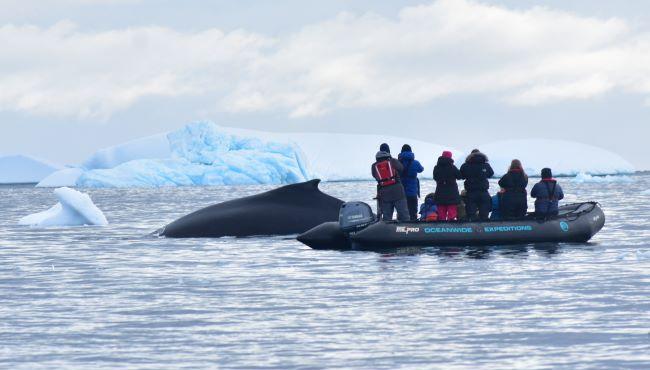 Arktis Tours, Oceanwide Expeditions, Humpback