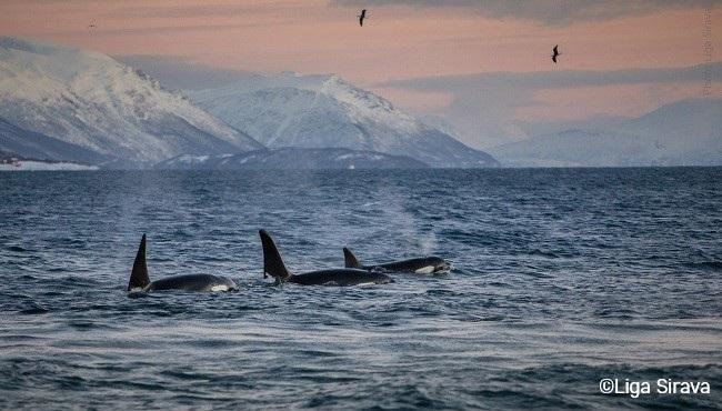 Arktis Tours, Visit Norway, Wale 