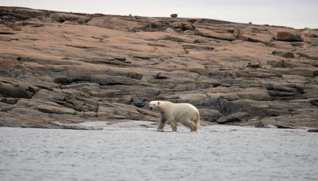 Arktis Tours, Ungava Polar Eco Tours, Eisbär